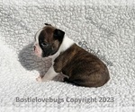 Small Photo #7 Boston Terrier Puppy For Sale in ODENVILLE, AL, USA