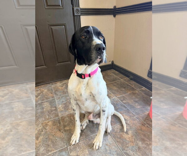 Medium Photo #1 Great Dane Puppy For Sale in Bullard, TX, USA