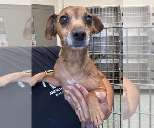 Dachshund-Unknown Mix Dogs for adoption in Salisbury, NC, USA
