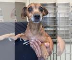Small Dachshund Mix