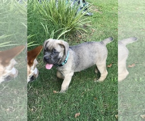 Cane Corso Puppy for sale in AMORY, MS, USA