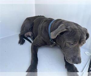 Mutt Dogs for adoption in Houston, TX, USA