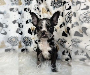 Faux Frenchbo Bulldog Dog for Adoption in NOBLESVILLE, Indiana USA