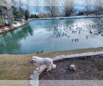 Small #2 Great Pyrenees