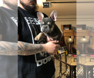 French Bulldog Puppy for sale in COLTON, CA, USA