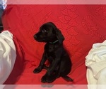 Small #14 Labrador Retriever
