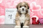 Small Photo #1 Lhasa Apso Puppy For Sale in BEL AIR, MD, USA