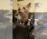 Small #2 Mutt