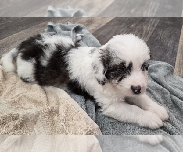 Medium Photo #19 Aussiedoodle Puppy For Sale in WILLS POINT, TX, USA