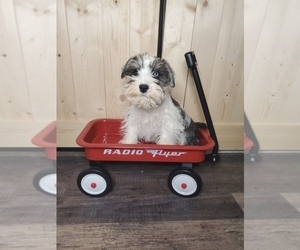 Schnauzer (Miniature) Puppy for sale in GOSHEN, IN, USA