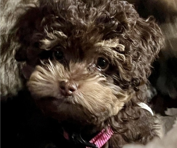 Medium Photo #13 Poodle (Toy)-ShihPoo Mix Puppy For Sale in MUNDELEIN, IL, USA