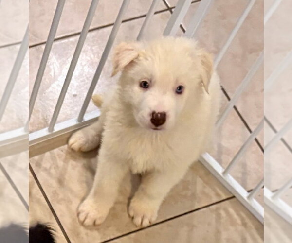 Medium Photo #1 Siberian Husky-Unknown Mix Puppy For Sale in Mesa, AZ, USA