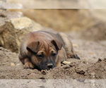 Small Photo #5 Jack Russell Terrier-Mutt Mix Puppy For Sale in BOSCOBEL, WI, USA