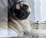 Small Photo #13 Pug-Unknown Mix Puppy For Sale in Corona, CA, USA