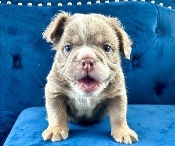 Medium Photo #1 English Bulldog Puppy For Sale in PHOENIX, AZ, USA