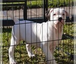 Small Photo #11 American Bulldog Puppy For Sale in HOUSTON, TX, USA