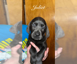 Puppy 4 Cane Corso-Labrador Retriever Mix
