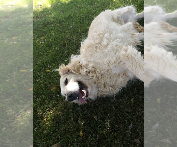 Medium Photo #4 Golden Retriever Puppy For Sale in ELVERTA, CA, USA