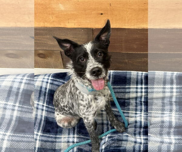 Medium Photo #1 Brussels Griffon-Pointer Mix Puppy For Sale in Rockaway, NJ, USA