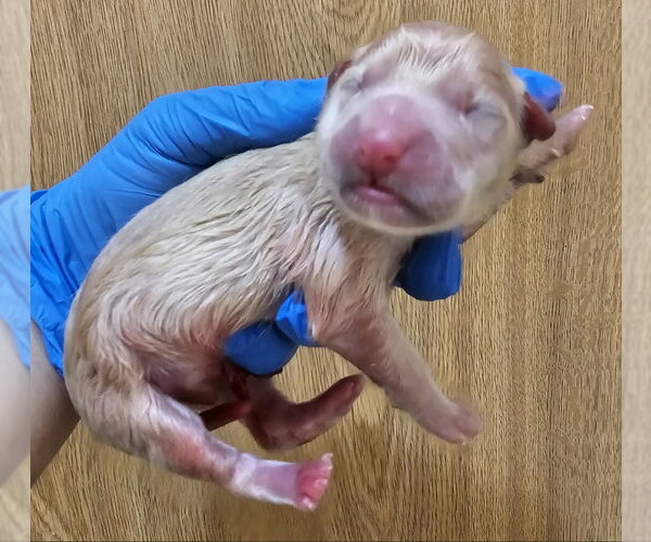 Medium Photo #4 Mutt Puppy For Sale in Olalla, WA, USA