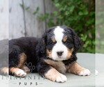 Small #3 Bernese Mountain Dog-Cavalier King Charles Spaniel Mix
