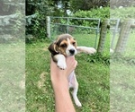 Small #7 Beagle