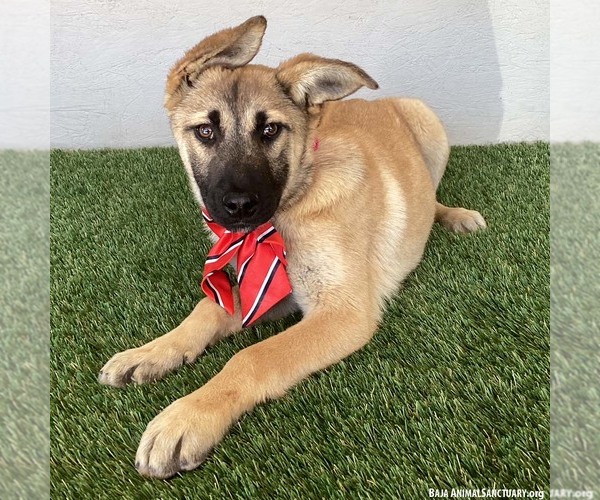 Medium Photo #3 German Shepherd Dog-Unknown Mix Puppy For Sale in San Diego, CA, USA