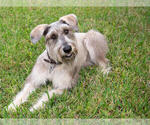 Small Photo #7 Schnauzer (Giant) Puppy For Sale in SAINT CLOUD, FL, USA