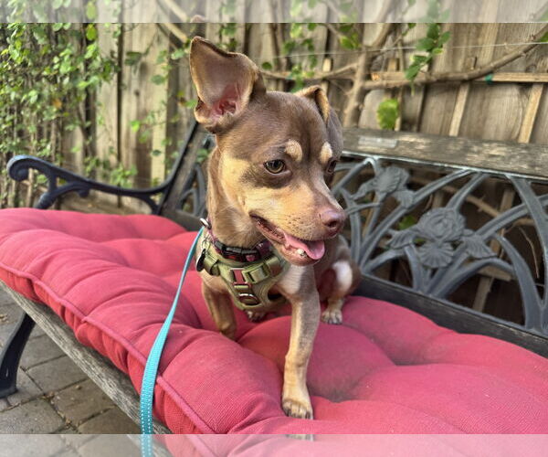 Medium Photo #2 Chihuahua-Unknown Mix Puppy For Sale in Santa Clara, CA, USA