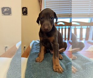 Doberman Pinscher Puppy for sale in PECK, KS, USA