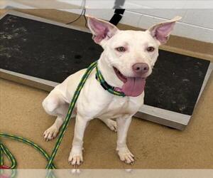 Labrador Retriever-Unknown Mix Dogs for adoption in Derwood, MD, USA