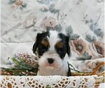 Small Photo #8 Cavalier King Charles Spaniel Puppy For Sale in MARCELLUS, MI, USA