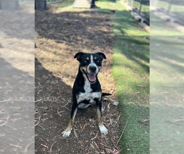 Medium Photo #1 Mutt Puppy For Sale in Fremont, CA, USA