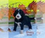 Image preview for Ad Listing. Nickname: Breezy