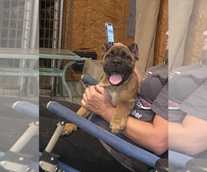 Cane Corso Puppy for sale in BLADENBORO, NC, USA