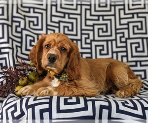 Cocker Spaniel Puppy for sale in KIRKWOOD, PA, USA