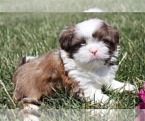 Shih Tzu Puppy for sale in FORT LAUDERDALE, FL, USA