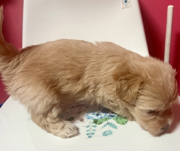 Medium Photo #1 Pomapoo (Toy) Puppy For Sale in GLENWOOD CITY, WI, USA