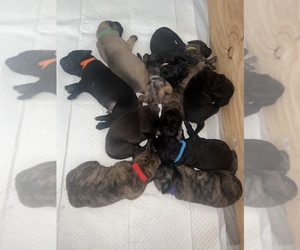Cane Corso-Presa Canario Mix Puppy for sale in N LAS VEGAS, NV, USA