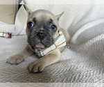 Puppy Puppy 4 French Bulldog