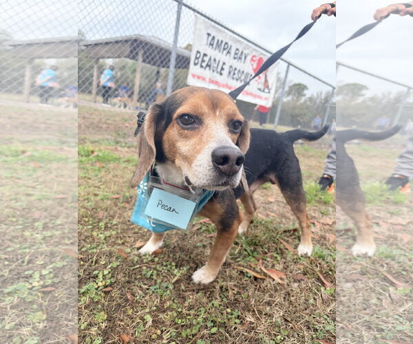 Medium Photo #7 Beagle Puppy For Sale in Tampa, FL, USA