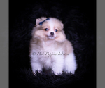 Small #4 Pomeranian