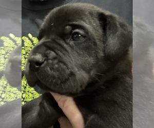 Cane Corso-Daniff Mix Puppy for sale in WARSAW, IN, USA