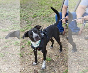 Jacks - Male Mutt Dog for Adoption - Photo #3