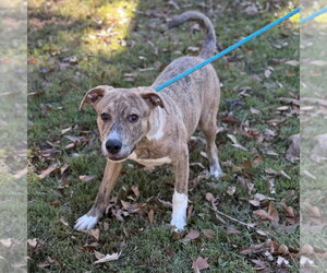 Mateo - Male Labrador Retriever Dog for Adoption - Photo #2