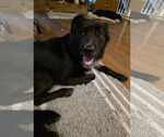 Small #1 Mutt