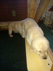 Labrador Retriever Puppy for sale in CROWN POINT, IN, USA