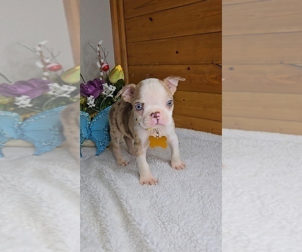 Medium Photo #1 Boston Terrier Puppy For Sale in JASONVILLE, IN, USA