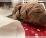 Small Photo #2 Labradoodle Puppy For Sale in JACKSONVILLE, FL, USA