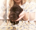 Small Photo #2 Goldendoodle-Labrador Retriever Mix Puppy For Sale in KALISPELL, MT, USA